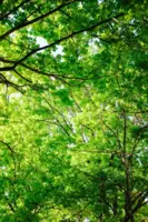 Foret.webp Foret.webp