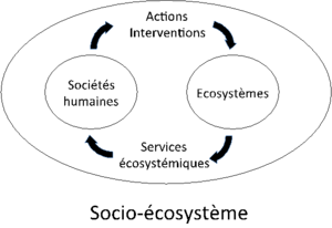 Socio écosysteme